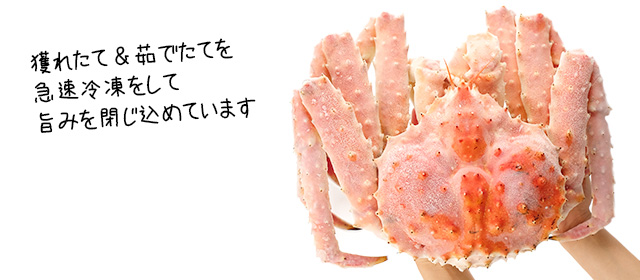 北海道産本タラバガニ姿3.6kg前後＜ボイル冷凍＞の通販｜最北の海鮮市場
