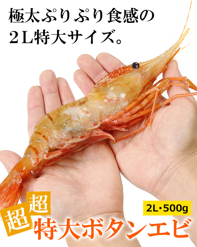 超×2特大ボタンエビ2L500g（8尾前後）＜生冷凍＞の通販｜最北の海鮮市場