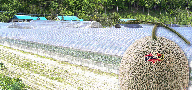 個撰】訳あり夕張メロン箱売り8kg箱の通販｜最北の海鮮市場