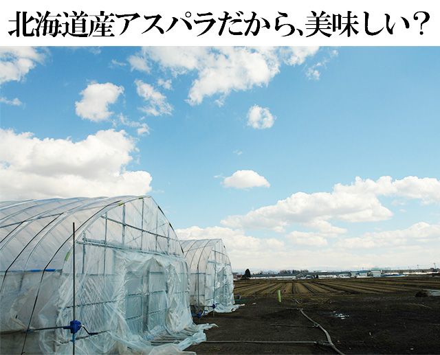 北海道産春採りグリーンアスパラ800g箱の通販｜最北の海鮮市場