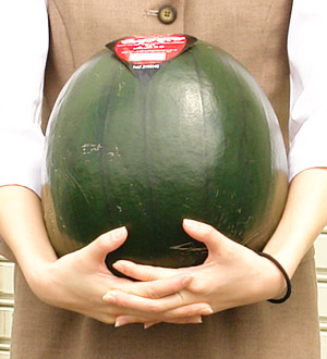 でんすけすいか】JA当麻が認定した最高等級秀品5Lサイズ(10～11kg前後