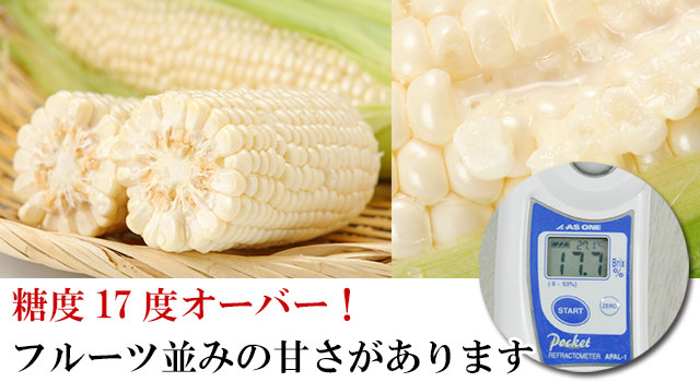 はまっこ【5/30以降発送】白いとうもろこしピュアホワイト20本セット 先行予約】白いとうもろこしピュアホワイト 12本 3.6kg(2025年8
