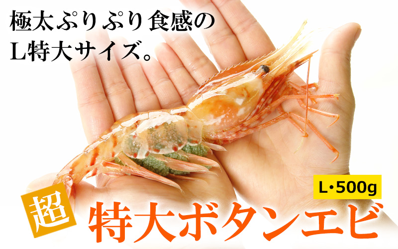 超特大ボタンエビL500g（10尾前後）