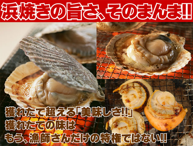 北海道猿払産ハーフボイルホタテ(2L)1kgの通販｜最北の海鮮市場