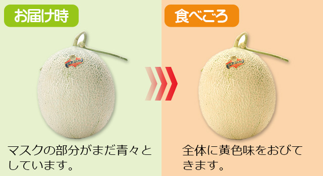 共撰】夕張メロン(秀品)大玉1.6kg前後×1玉の通販｜最北の海鮮市場