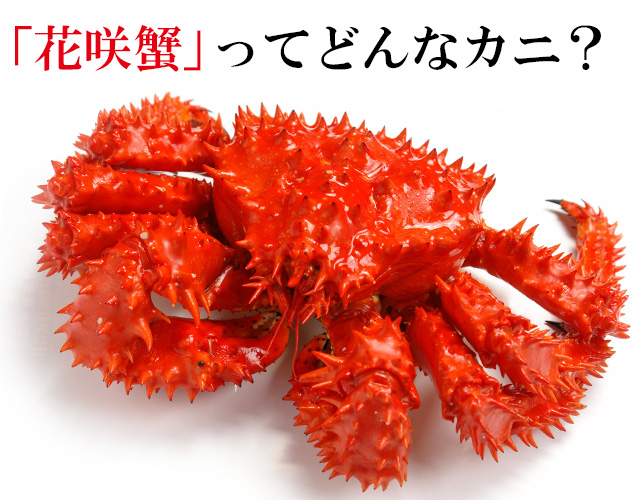 北海道根室産花咲蟹姿500g前後×5尾＜浜茹で・チルド＞の通販｜最