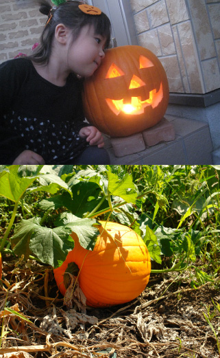ハロウィンかぼちゃ販売(Lサイズ)】ランタンがすぐに作れる付属