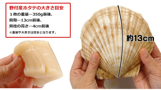 楽天市場】北海道 野付産 ジャンボ活ホタテ 約2.0kg (7枚前後