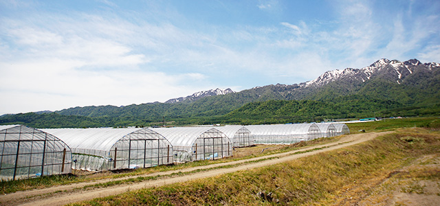 北海道産マドンナすいか5Lサイズ×1玉(秀品)の通販｜最北の海鮮市場