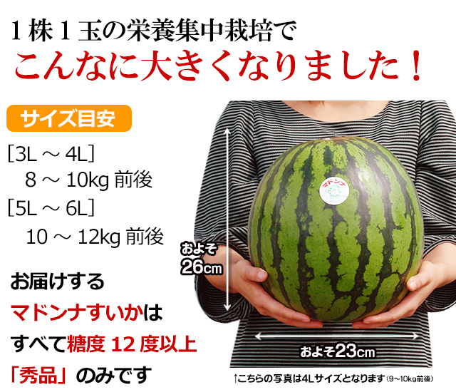 北海道産マドンナすいか5Lサイズ×1玉(秀品)の通販｜最北の海鮮市場