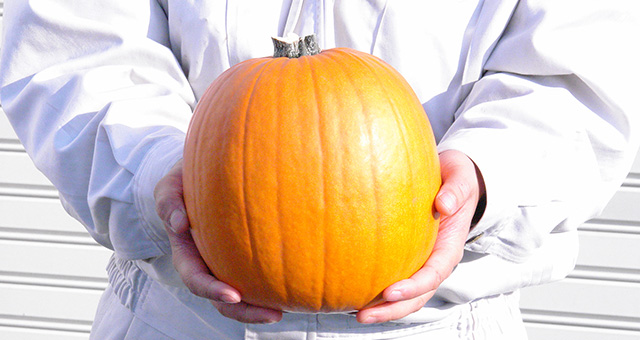 ハロウィンかぼちゃ販売Mサイズランタンがすぐに作れる付属品付き