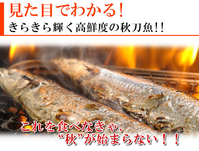 北海道道東沖産生サンマ1.9kg（15～16尾前後）＜生冷蔵＞の通販｜最北の海鮮市場