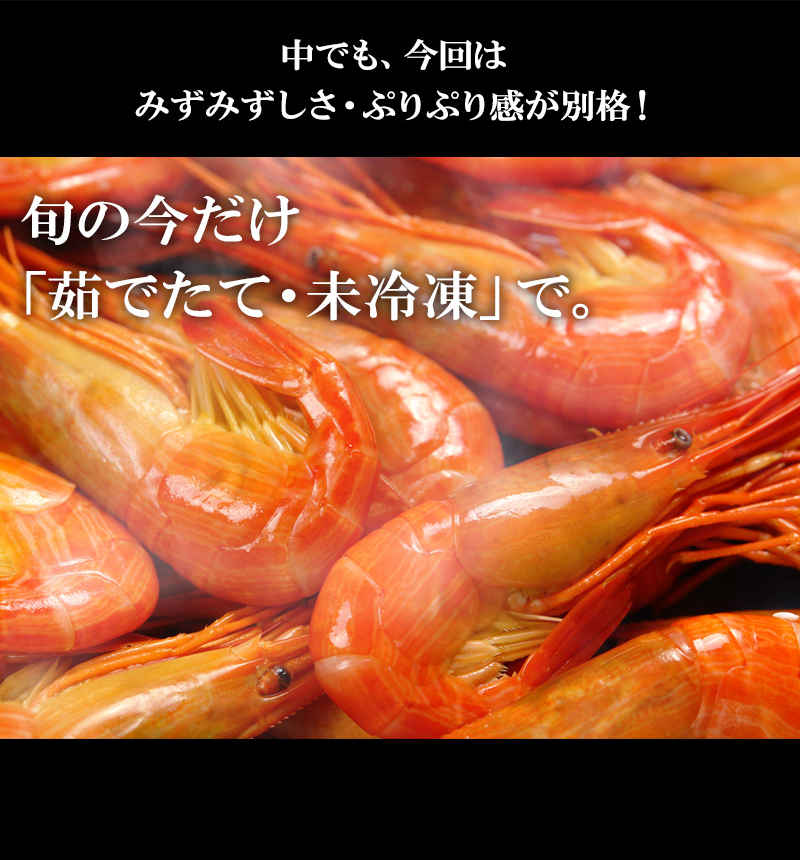 浜茹で北海シマエビ(500g・大サイズ25~30尾)<チルド冷蔵>