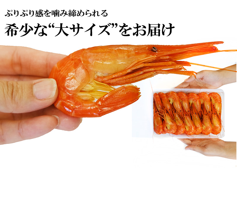 浜茹で北海シマエビ(500g・大サイズ25~30尾)<チルド冷蔵>