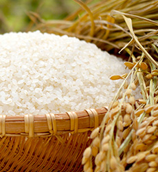 JAぴっぷ町「ななつぼし」(白米)20kgの通販｜最北の海鮮市場