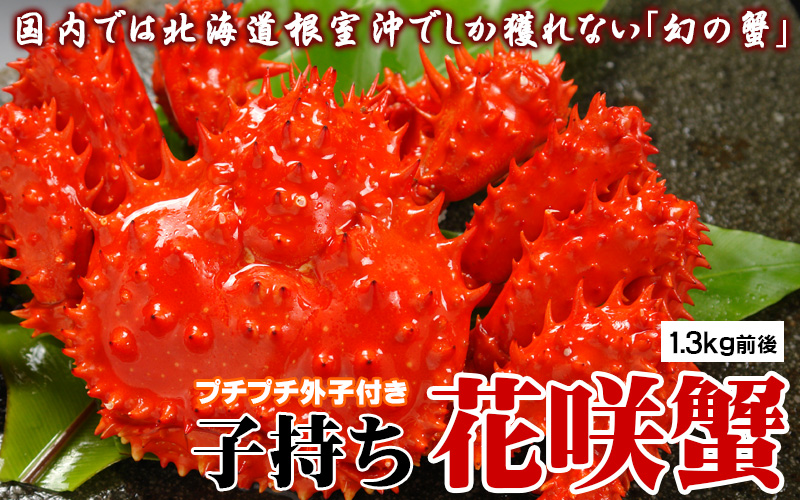 北海道根室産子持ち花咲蟹1.3kg前後＜ボイル冷凍＞の通販｜最北の海鮮市場