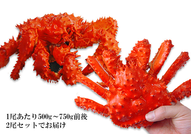 北海道根室産子持ち花咲蟹1.2kg（2尾セット）＜ボイル冷凍＞の通販｜最北の海鮮市場