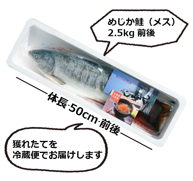 北海道枝幸沖産「鮮」めじか鮭2.5kg＜生冷蔵＞の通販｜最北の海鮮市場