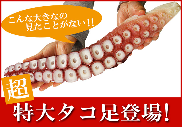 超特大ボイルタコ足1.5kg前後＜ボイル冷凍＞の通販｜最北の海鮮市場