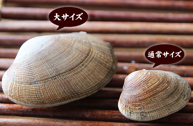 北海道根室産「大」あさり1kgパック＜生冷蔵＞の通販｜最北の海鮮市場