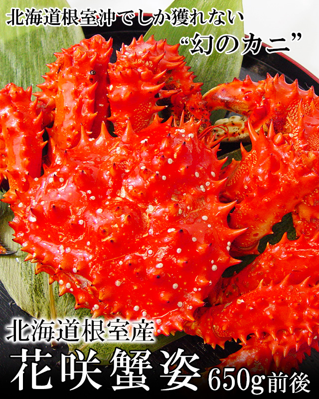 甲蟹屈原 子株 青葉 陽炎 狂刺 ハイブリッド 発根済み ② 特白肌甲蟹×血屈❤️‍🔥 スポットは好みがあるかもですけど この品種は