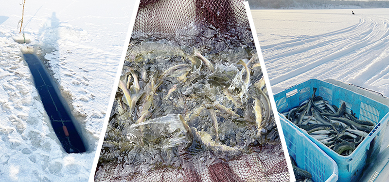 根室名産生干しこまい(ワタ付き)