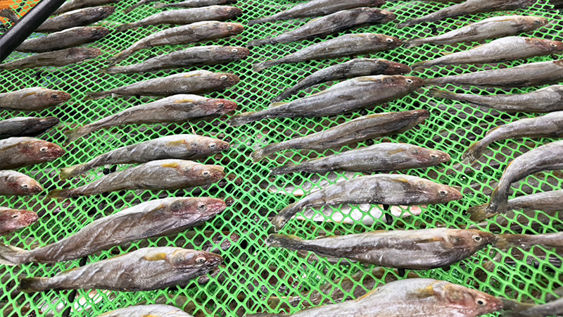 根室名産生干しこまい(ワタ付き)