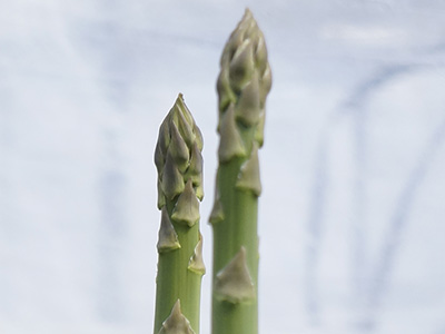 温根沼