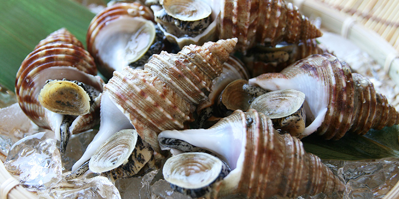 北海道産お刺身用灯台つぶ