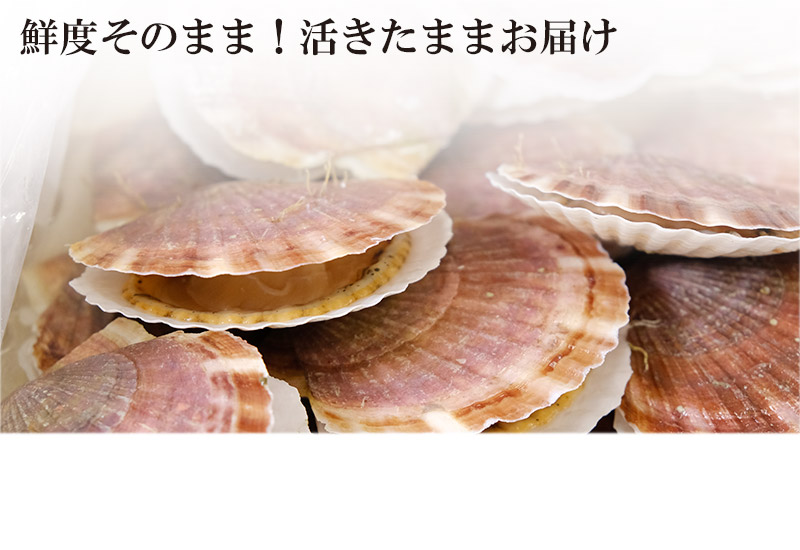 宗谷産活ホタテ
