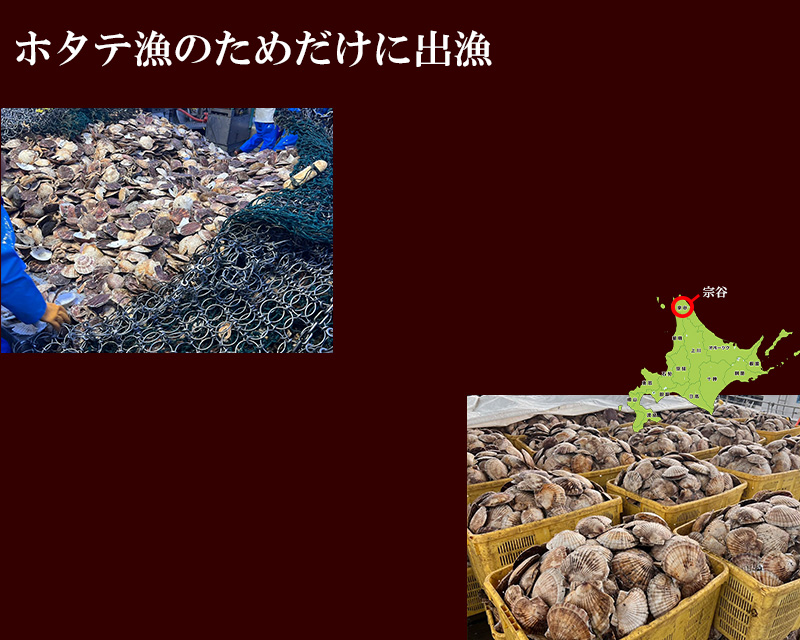 宗谷産活ホタテ