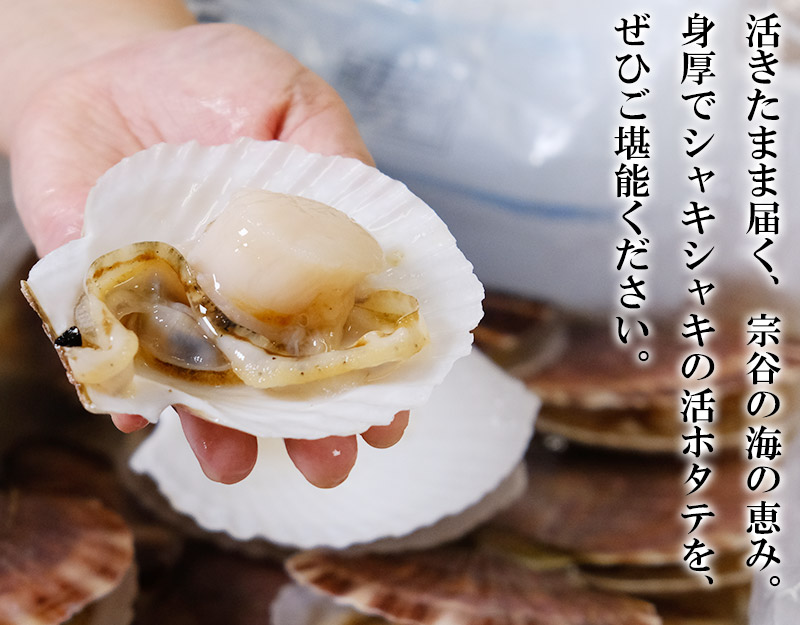 宗谷産活ホタテ