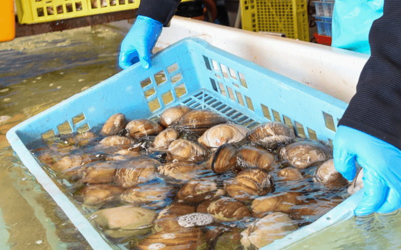 北海道根室産「活」ホッキ