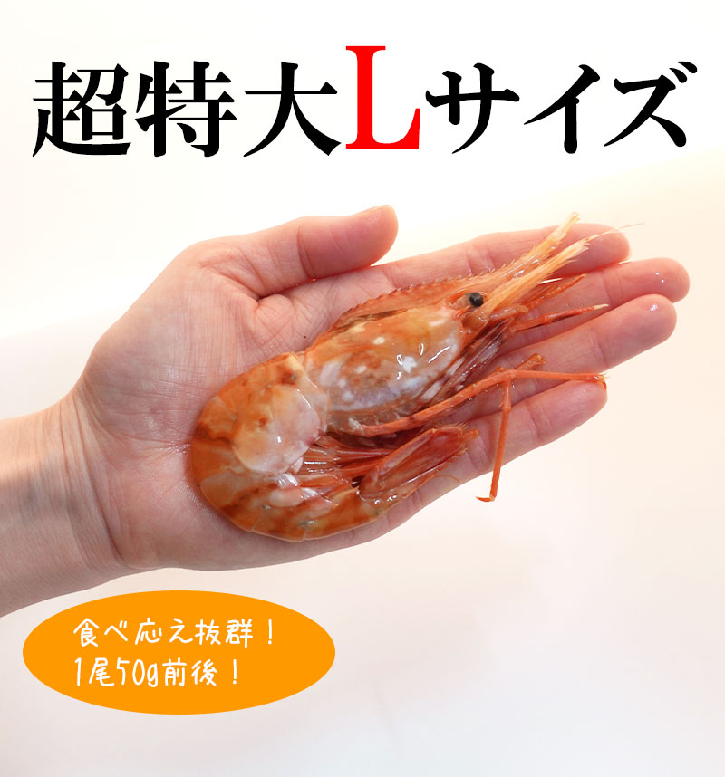 手からはみ出すほど大きい特大2Lサイズ