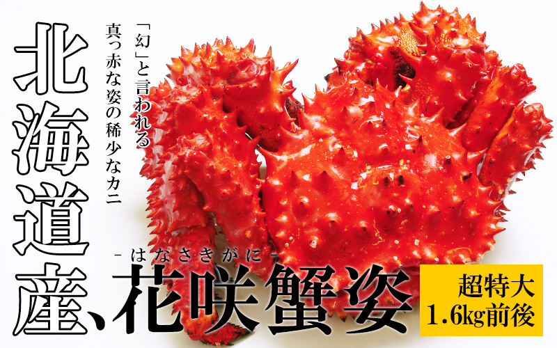 超特大花咲蟹