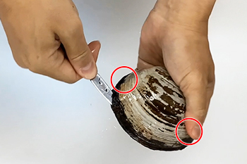 活ホッキ貝のさばき方