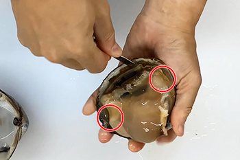 活ホッキ貝のさばき方