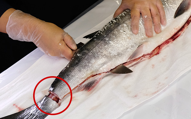 めじか鮭を捌く時は包丁を斜めにして骨にあてながら進めます。