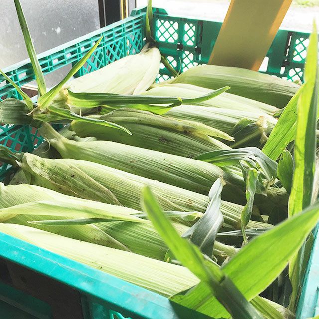 無選別・北海道産ピュアホワイトMIX20本