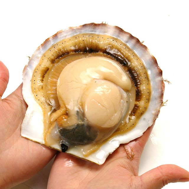 北海道野付産「活」ホタテ4kg箱(特大11枚前後)＜生冷蔵＞