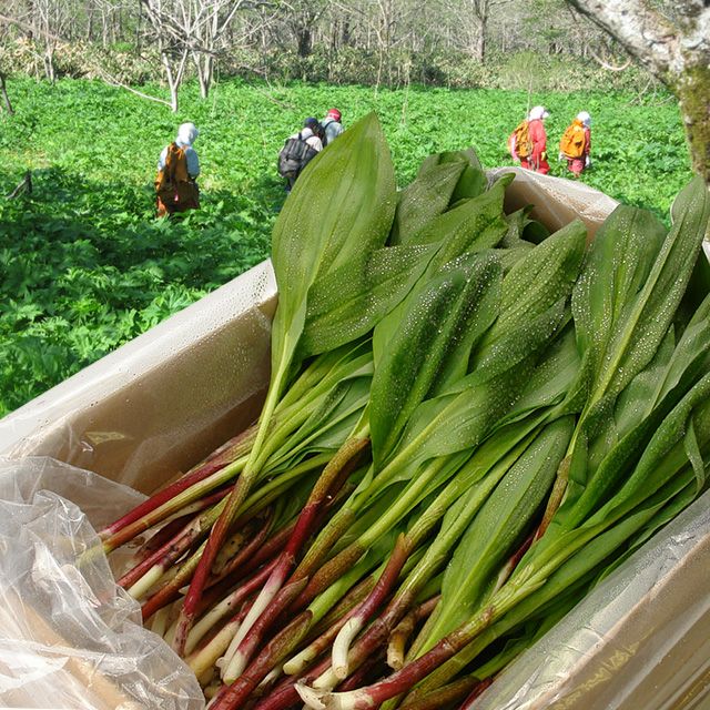 北海道産天然“生”行者にんにく400g箱の通販｜最北の海鮮市場