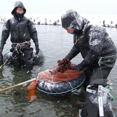 鮮 銀杏草 ぎんなんそう 100g 6パックの通販 最北の海鮮市場