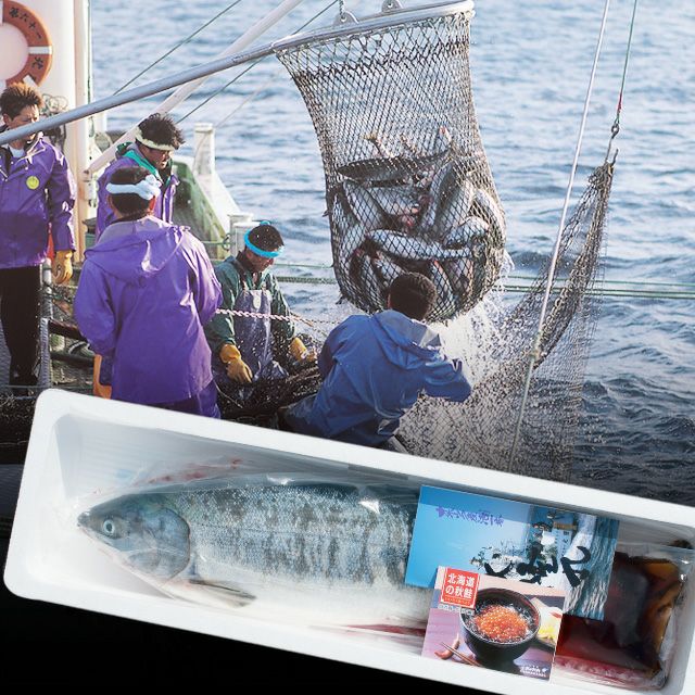 北海道枝幸沖産「鮮」めじか鮭