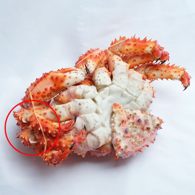 最北の海鮮市場×わけありグルメ。北海道産のカニや海産物をお届け。「わけあり品」や「簡易包装の業務用品」をご紹介。