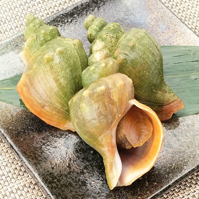 北海道産青つぶ1kg(下処理済み)＜ボイル冷凍＞