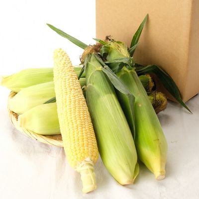 素晴らしい　とうもろこし　自然栽培　農薬不使用　化学肥料不使用 Organic corn] The key to successful cultivation is the