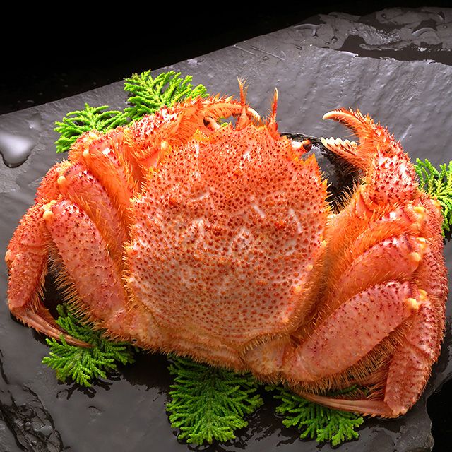 【セール】北海道産毛ガニ姿(超特大)