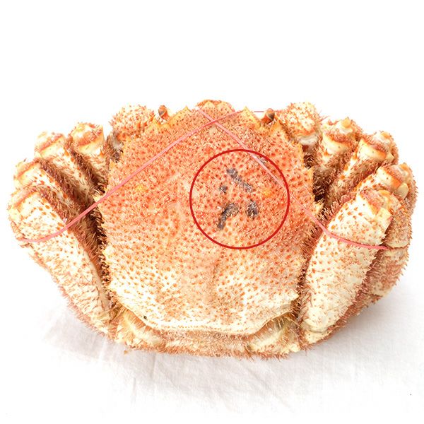 【セール】北海道産毛ガニ姿(特大)