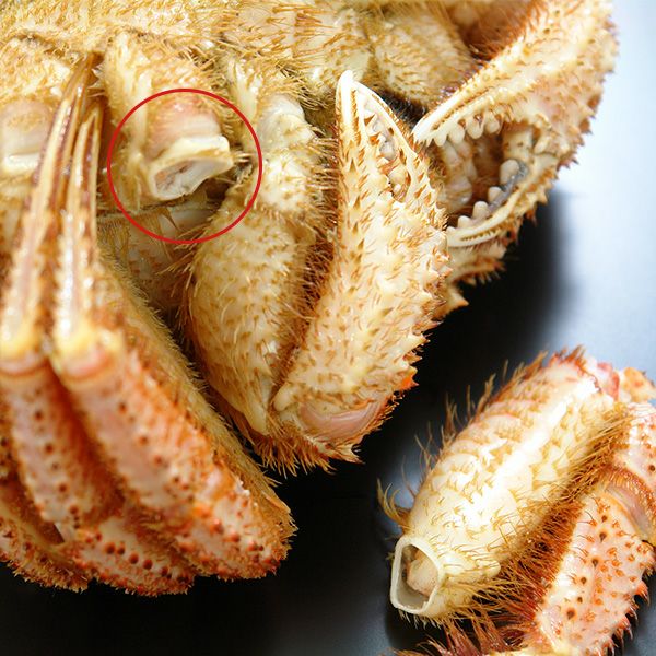 【セール】北海道産毛ガニ姿(大)