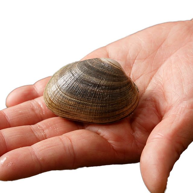北海道根室産「大」あさり1kg＜生冷蔵＞